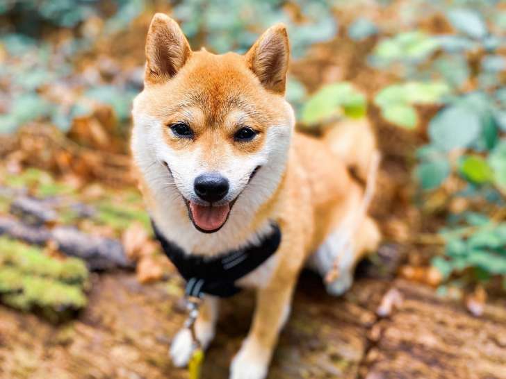 Une vie de chien