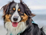 Une vie de chien