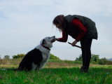 Une vie de chien