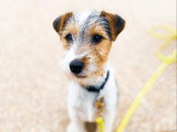 Une vie de chien