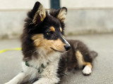 Une vie de chien