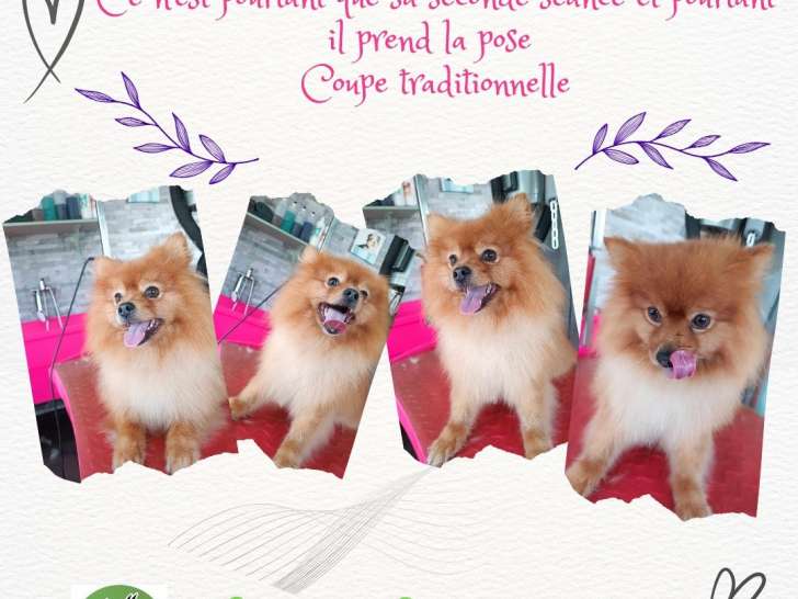 Lady Vegane Dog