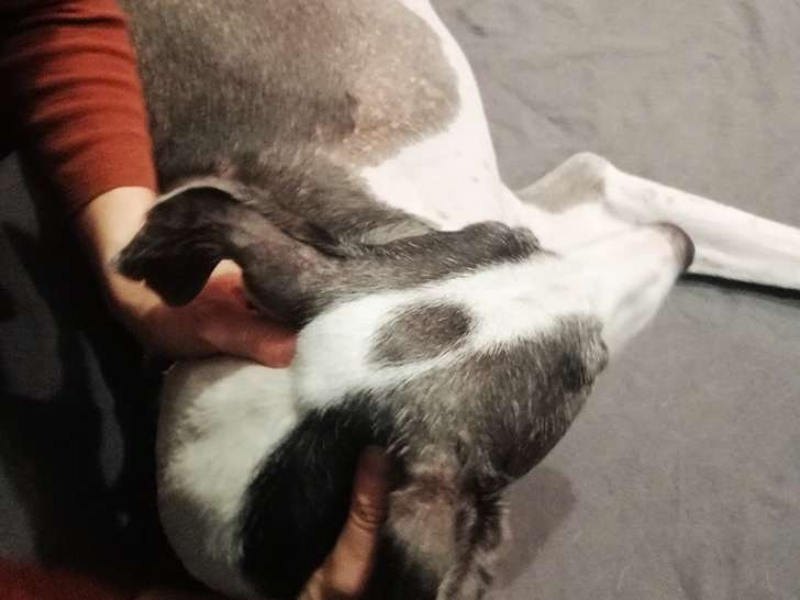 Lady Vegane Dog