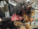 Point Dog Brest