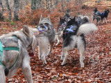 Nord Aveyron Mushing