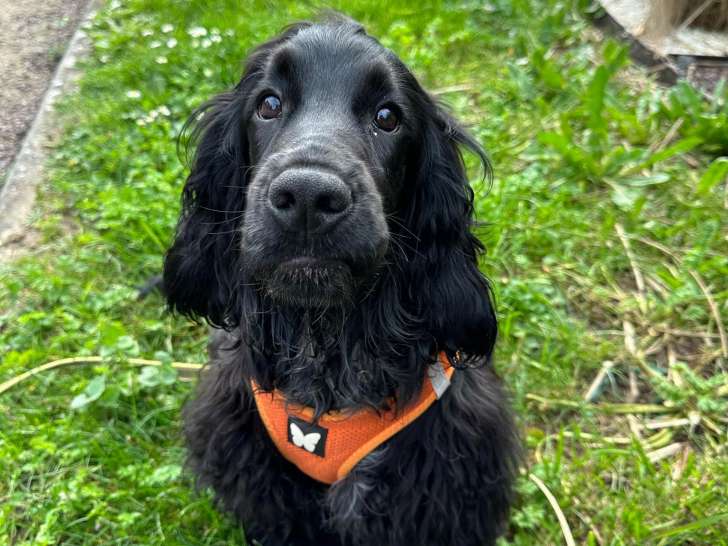 Neuradog