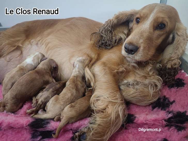 Du Clos Renaud