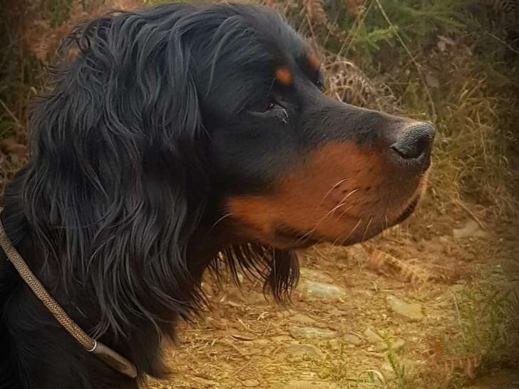 Lélaps de Bouchiret