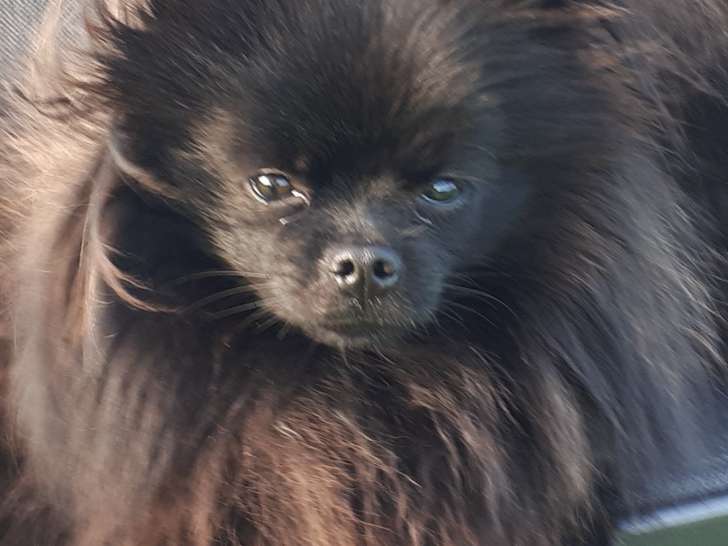 Spitz Pom