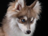 Thunder, le papa, taille Toy, 4,5kg, génération F2+, Bleu, Sable et Blanc, Yeux Particolor, pédigrée du Pomsky Club de France, Afiliation et carte ADN, Test embark...