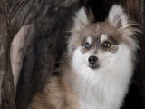 Thunder, le papa, taille Toy, 4,5kg, génération F2+, Bleu, Sable et Blanc, Yeux Particolor, pédigrée du Pomsky Club de France, Afiliation et carte ADN, Test embark...