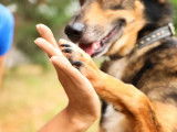 CaninEssentiel
