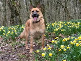CaninEssentiel