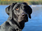 Élevage de Labrador Retriever