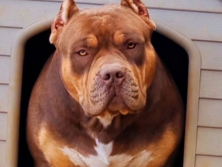 King Demon Kennels Élevage d'American Bully à Lodève