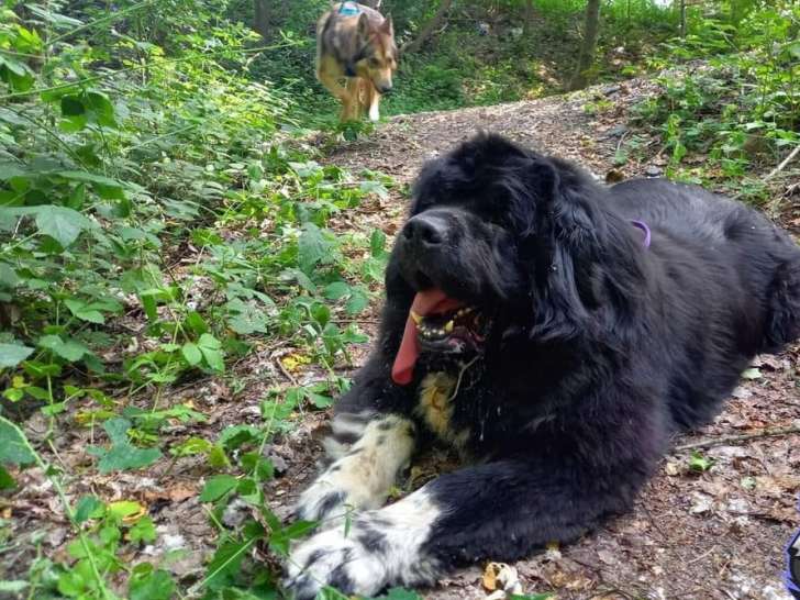 La Rune du Loup