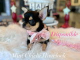 Mini Chihuahua d'Havelock