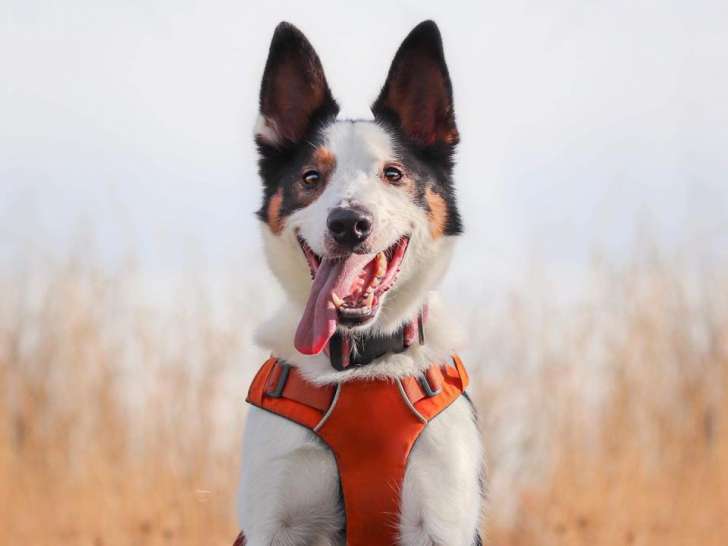 Formation Intervenants Canins (FIC)