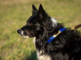 Canadian Border Collie Association