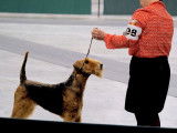 Airedale Terrier Club of Canada (ATCC)