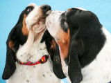 Basset Hound Club of Canada