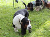 Basset Hound Club of Canada