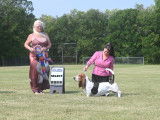Basset Hound Club of Canada