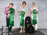 Black Russian Terrier Club of Canada (BRTCC)