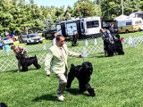 Black Russian Terrier Club of Canada (BRTCC)