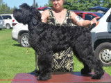 Black Russian Terrier Club of Canada (BRTCC)