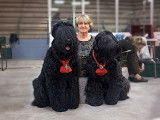 Black Russian Terrier Club of Canada (BRTCC)