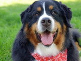 Bernese Mountain Dog Club of Ontario