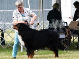 Bernese Mountain Dog Club of Ontario