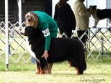 Bernese Mountain Dog Club of Ontario