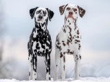 Svestran Dalmatians