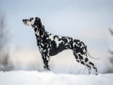 Svestran Dalmatians
