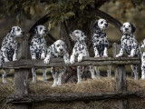 Svestran Dalmatians