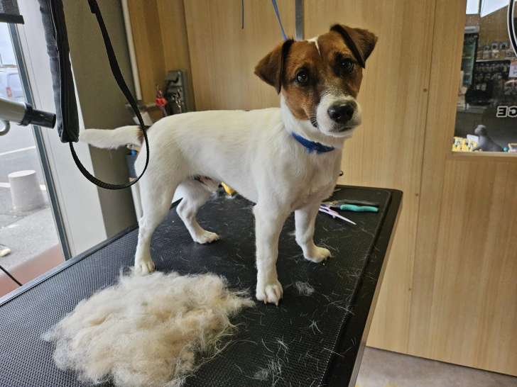 Barber Dog