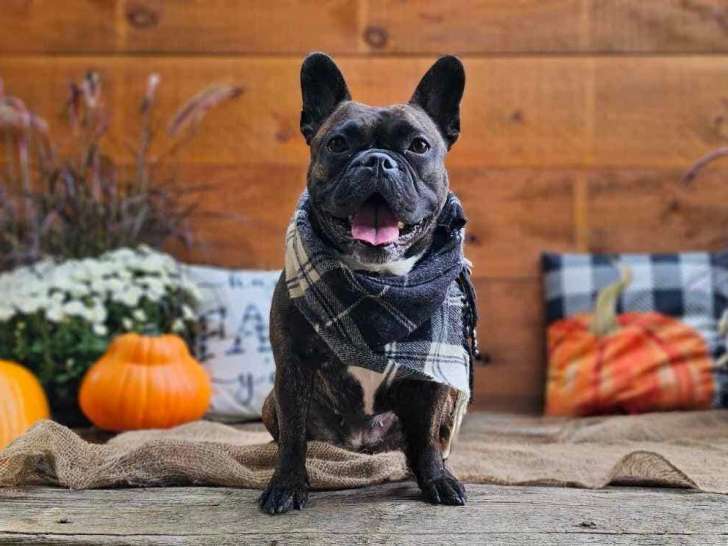 French Bulldog Fanciers of Canada
