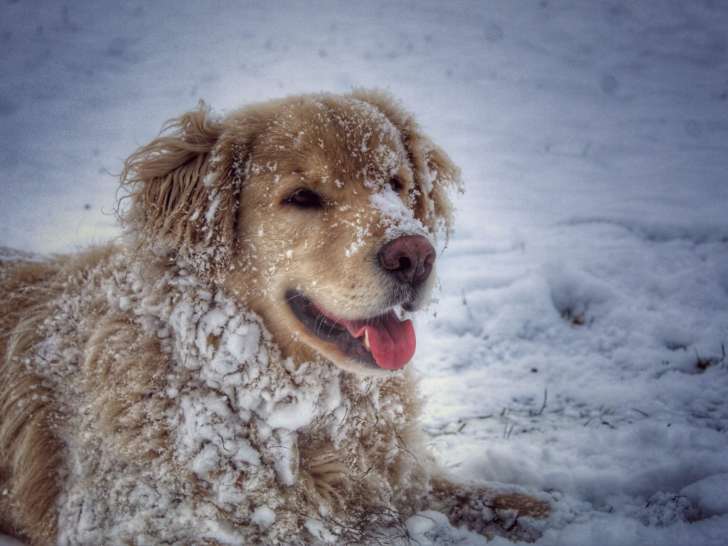 Utopie Canine